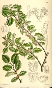 Nothofagus antarctica by J.N. Fitch